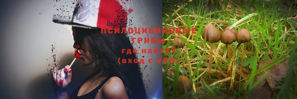 индика Абаза